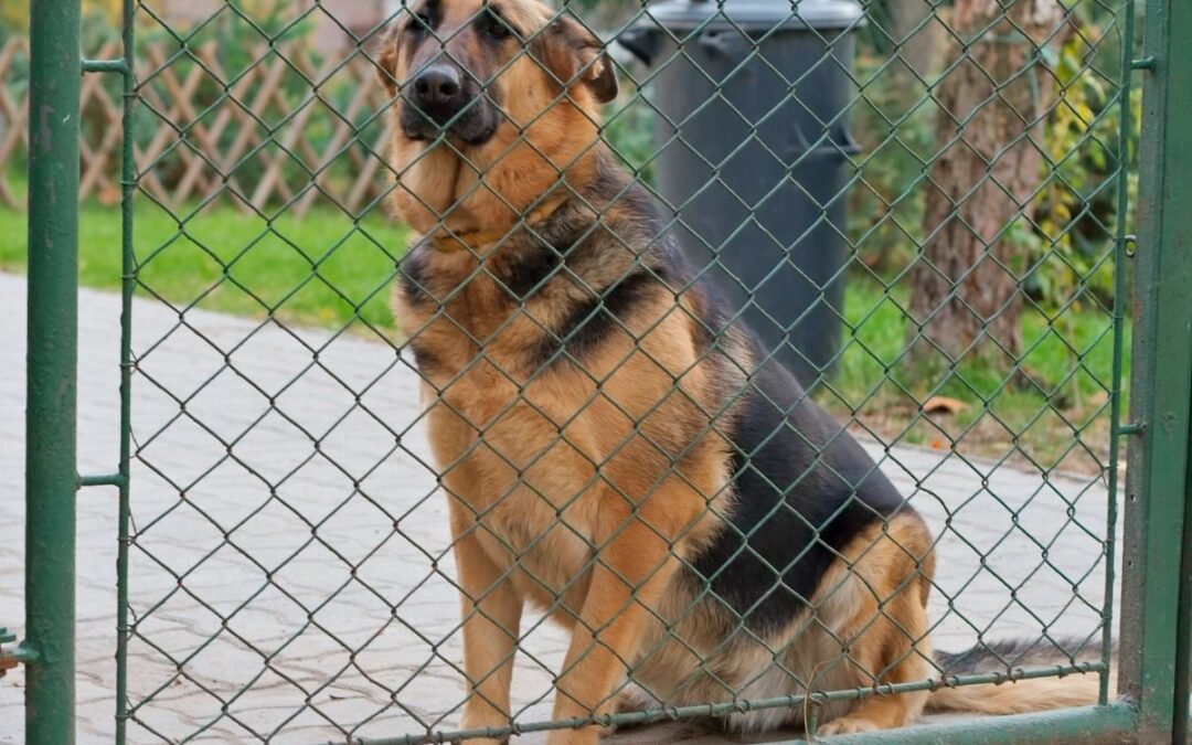 Padrone e Cane da Guardia a Bari: Normative e Responsabilità